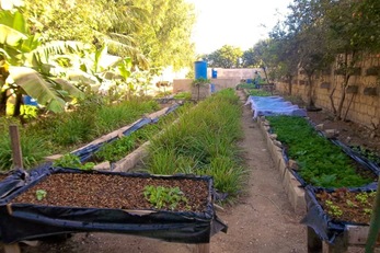 Fann Hospital Garden Project
