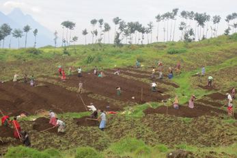 Remera Community's Potato Farming Project