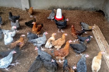 Chicken Rearing to Fund GS Bare School Lunch Program
