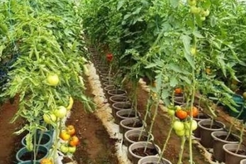 Vertical Sack Farming in Kaduna
