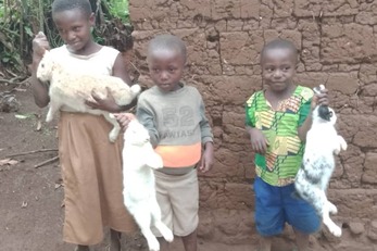 Rabbits project to change lives of Bumbogo Women and girls